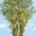Dream tree 2